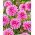 Dahlia - Onesta - GIGA Pack! - 50 pcs