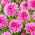 Dahlia - Onesta - GIGA Pack! - 50 pcs