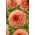 Dahlia - Orange Fubuki - Large Pack! - 10 pcs