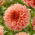 Dahlia - Orange Fubuki - Large Pack! - 10 pcs