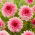 Dahlia - 'Otto's Trill'