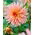 Dahlia - Preference - Large Pack! - 10 pcs