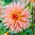 Dahlia - 'Preference'