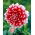 Dália - Dahlia - Red and White Fubuki - Nagy kiszerelés - 10 db