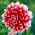 Dália - Dahlia - Red and White Fubuki - Nagy kiszerelés - 10 db