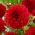 Dahlia - 'Red Fubuki'