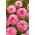 Dahlia - Tropical - Large Pack! - 10 pcs