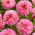 Dahlia - Tropical - Large Pack! - 10 pcs