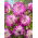 Dahlia - Who Dun It - Large Pack! - 10 pcs