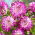 Dahlia - Who Dun It - Large Pack! - 10 pcs