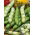 Fave - Bolko - Vicia faba - 500 g - Alta resa, baccelli di grandi dimensioni - Semi Freschi
