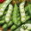 Fave - Bolko - Vicia faba - 500 g - Alta resa, baccelli di grandi dimensioni - Semi Freschi