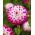Dahlia - Uncle Hankey