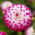 Dahlia - Uncle Hankey