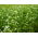 Buckwheat 'Corona' - 1kg seeds (Fagopyrum esculentum Moench)