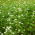 Buckwheat 'Corona' - 1kg seeds (Fagopyrum esculentum Moench)