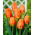 Tulpe - "Lighting Sun" - 5 Stk