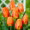 Tulpe - "Lighting Sun" - 5 Stk