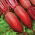 Beetroot "Kier" - silinder, akar panjang - 500 biji - Beta vulgaris - benih