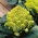 Květák zelený - Romanesco Natalino - Unikátní zelené hlávky pro podzimní sklizeň - Čerstvá semena