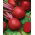 Pancar "Koyu Kırmızı Top" - 100 gr tohum - 5000 tohum - Beta vulgaris L. - tohumlar