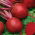 Pancar "Koyu Kırmızı Top" - 100 gr tohum - 5000 tohum - Beta vulgaris L. - tohumlar