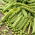 Kacang ladang "Cud Kelvedonu (Keajaiban Kelvedon)" - 500 g - 