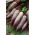 Remolacha - Kier - 500 g - Pulpa dulce, ideal para almacenamiento - Semillas frescas