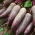 Beterraba 'Kier' - 500g sementes (Beta vulgaris)