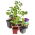 Vườn ươm vuông 8 x 8 cm xanh - 20 cái - 