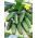 Kurkku 'Sremski F1' - harjannelajike - 5 g siemeniä (Cucumis sativus)