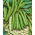 Haba - Hangdown Biały - Vicia faba - 500 g - Múltiples vainas, variedad de alto rendimiento - Semillas frescas