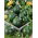 Courgette, Zucchini - Tondo di Piacenza - Early Round Zucchini for Cooking and Preserving - Fresh Seeds
