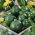 Courgette, Zucchini - Tondo di Piacenza - Early Round Zucchini for Cooking and Preserving - Fresh Seeds