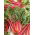 Bladbede - Rhubarb Chard - Sund vækst, næringsrig høst - Friske frø