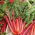 Bladbede - Rhubarb Chard - Sund vækst, næringsrig høst - Friske frø