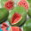 Watermelon - Charleston Gray - Large, Sweet, and Juicy Fruit - Fresh Seeds