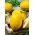 Medový melón Yellow Canary 2 - skorá, žltá, oválna, sladká a aromatická odroda - 