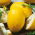 Medový melón Yellow Canary 2 - skorá, žltá, oválna, sladká a aromatická odroda - 