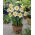 Daffodil - Flower Record - Large Pack! - 50 pcs