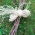 Rafie naturală - 150 g - 