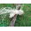 Rafie naturală - 150 g - 