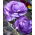 Ranunculus, Buttercup Blue - 10 bulbs
