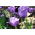 Tulip Blue – large pack! – 50 pcs