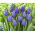 Tulip Blue – large pack! – 50 pcs