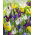 Dutch Iris Mix - 10 pcs.