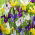 Hollandse Iris - 'Mix' - 10 st.