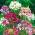 Spider Flower - Mixed - Cleome hassleriana - Stunning Height, Grows Up to 1 Metre Tall - Fresh Seeds