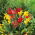 Indijska sjemenka šare - Canna indica - 5 sjemenki - sjemenke