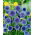Ruthenische Kugeldistel (Echinops ritro) - Blau - Großpackung! - 10 Stk.